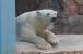 ホッキョクグマ「バニラ」