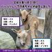 バーバリシープの赤ちゃんが誕生しました