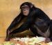 チンパンジー「プラム」