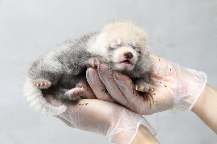 新着情報 動物 今年もレッサーパンダの赤ちゃんが誕生 7年連続の繁殖成功 日本平動物園 開園50周年