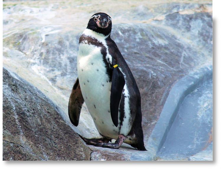 新着情報 動物 フンボルトペンギンの ボルト オス が死亡しました 日本平動物園 開園50周年