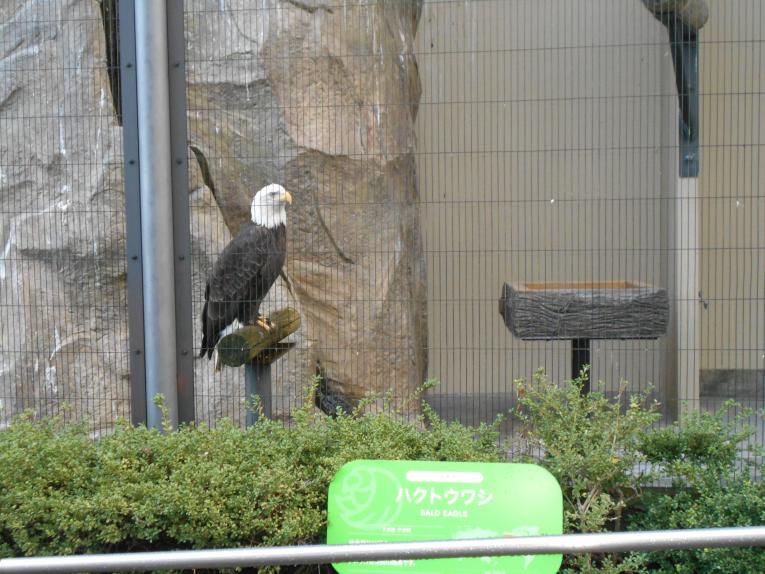 ハクトウワシ ハクトウワシ