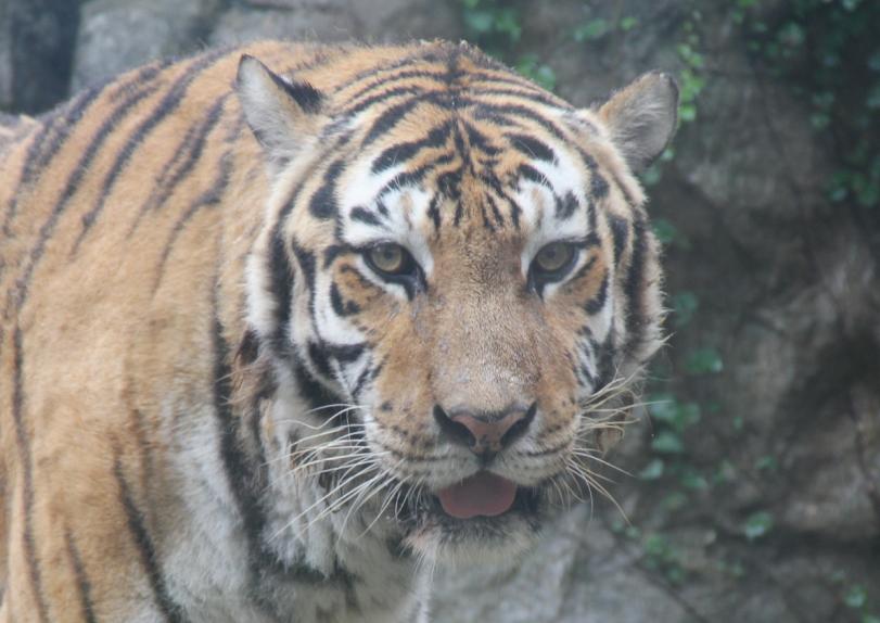 新着情報 動物 アムールトラの ナナ メス が死亡しました 日本平動物園 開園50周年