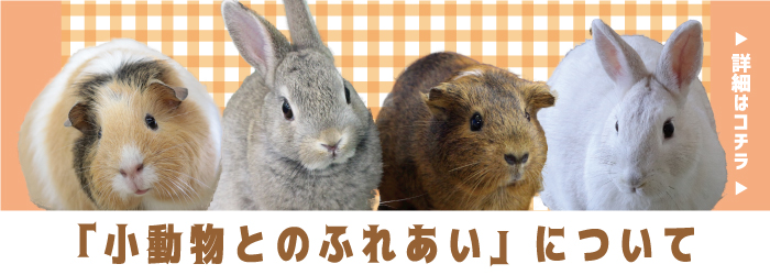 【動物】イベント「小動物とのふれあい」について