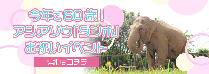 【イベント】今年60歳を迎えます!アジアゾウ「ダンボ」お祝いイベントについて