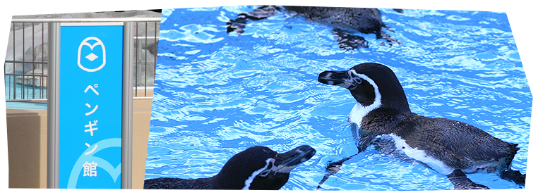 观察企鹅在水中嬉戏、飞奔的不同动作