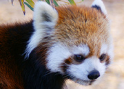 Red panda house