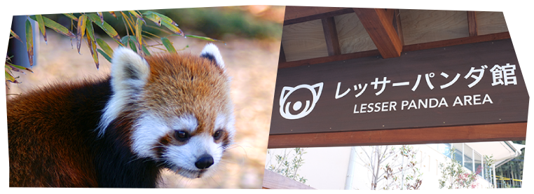 Red panda house