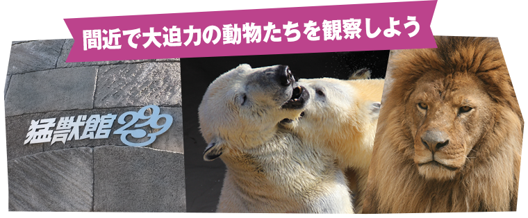 静岡市立 日本平動物園 猛獣館299 にっ きゅっ きゅう