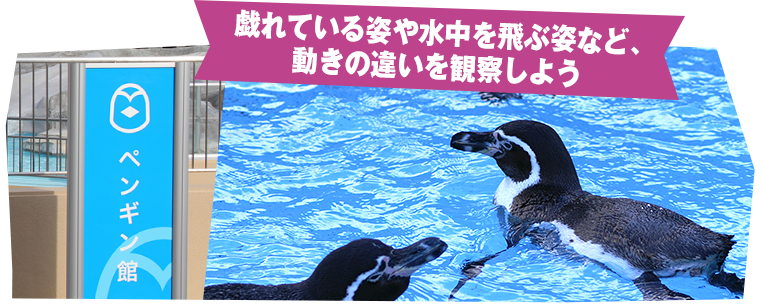 戯れている姿や水中を飛ぶ姿など、動きの違いを観察しよう