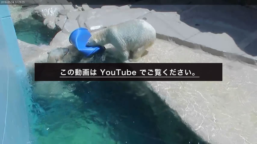 この動画は YouTube でご覧ください。