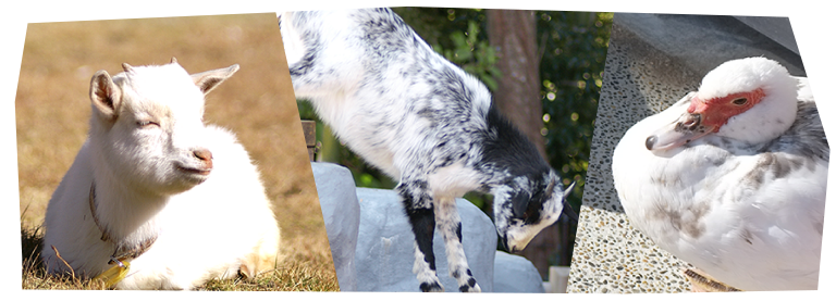 Fureai Doubutsuen (Zoológico para o Contato com os Animais) 