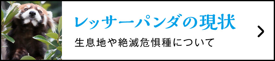 レッサーパンダの現状　生息地や絶滅危惧種について