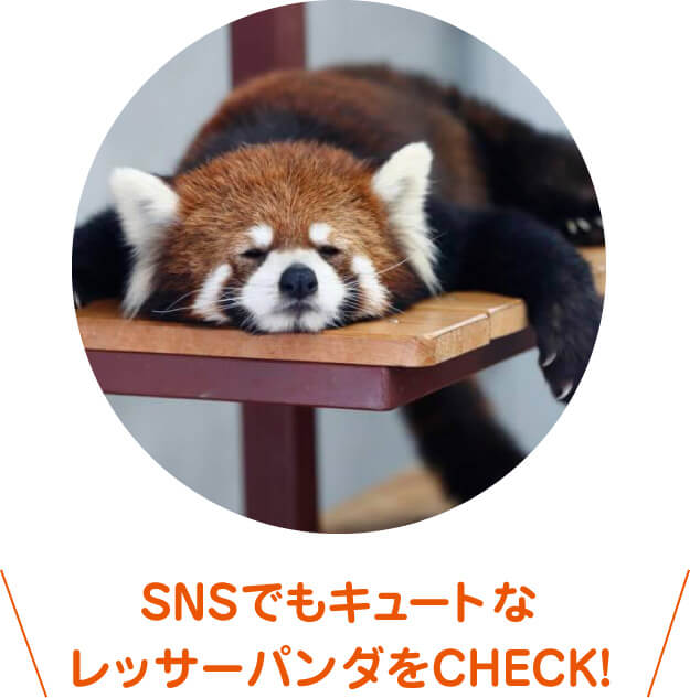 SNSでもキュートなレッサーパンダをCHECK