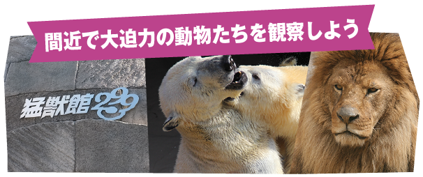 間近で大迫力の動物たちを観察しよう