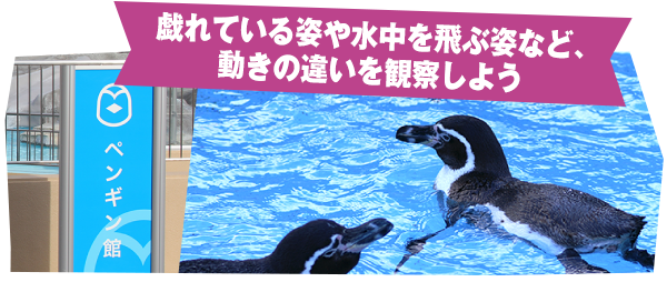 戯れている姿や水中を飛ぶ姿など、動きの違いを観察しよう