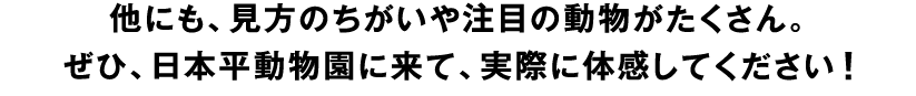 他にも、見方のちがいや注目の動物がたくさん。ぜひ、日本平動物園に来て、実際に体感してください!